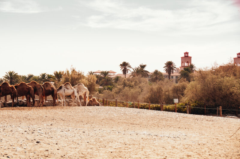 De 5 leukste activiteiten met kleine avonturiers vanuit Maspalomas
