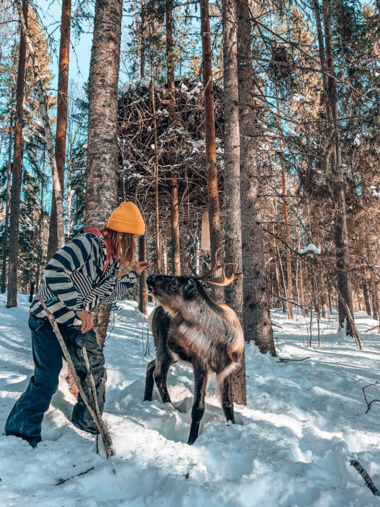 Treehotel Harrads; magie in de bomen