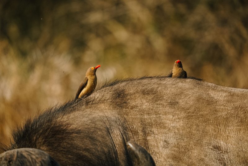 Rhino River Lodge review | In luxe slapen tussen de wilde dieren