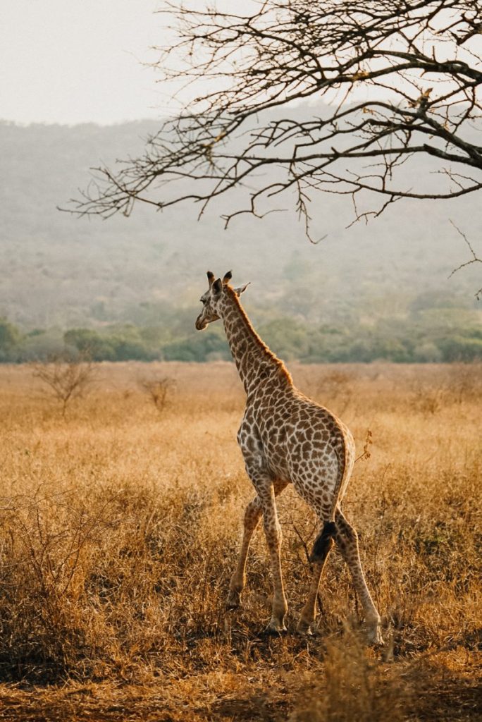 Rhino River Lodge review | In luxe slapen tussen de wilde dieren