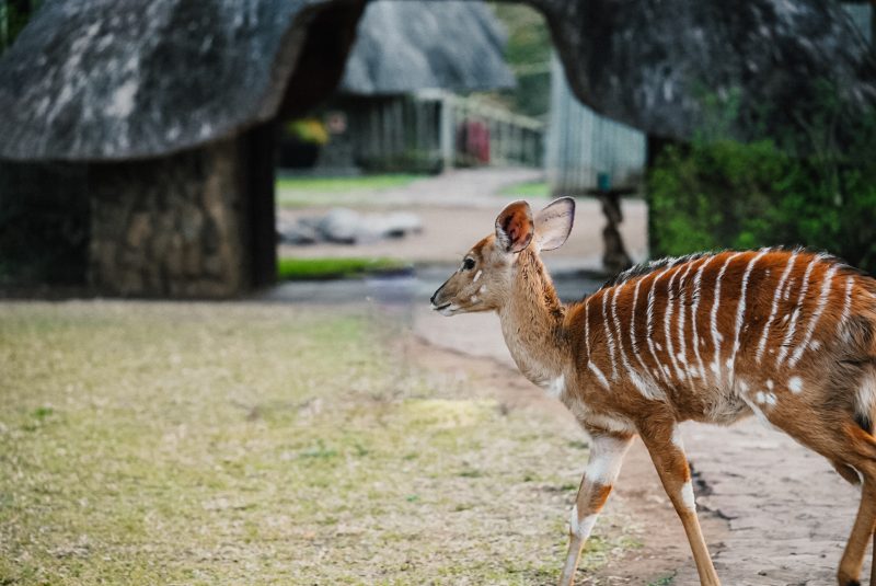 Rhino River Lodge review | In luxe slapen tussen de wilde dieren