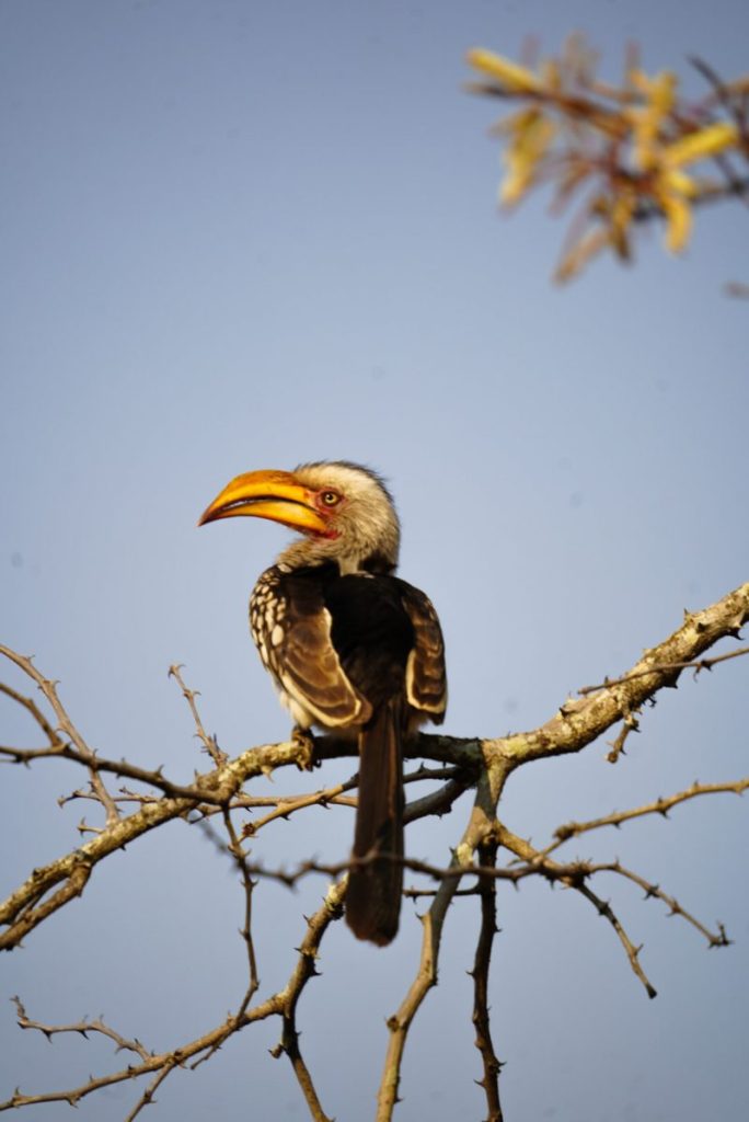 Manyoni Game Reserve - Toko