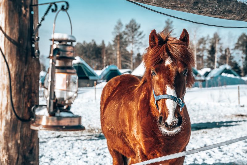 Lapse paarden