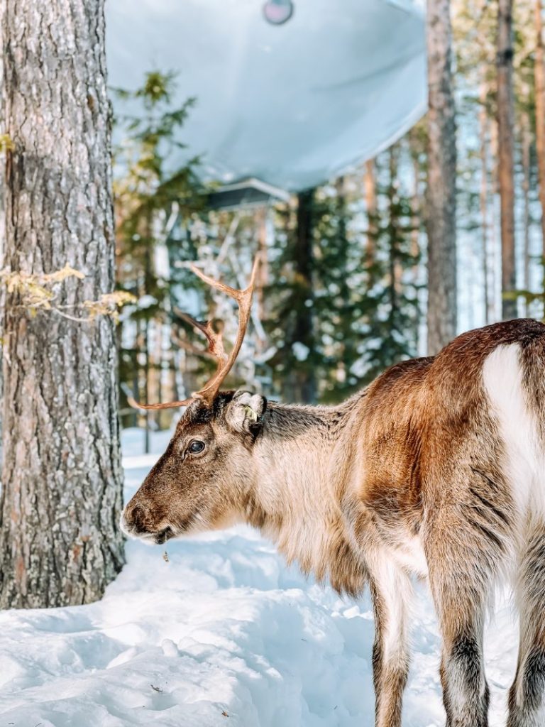 Met het gezin op roadtrip naar Lapland | Warme harten in een koud land