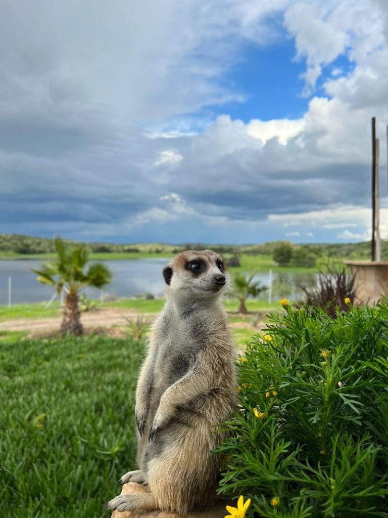 Unieke ervaringen in Namibie – Verblijf op een familieboerderij met tamme dieren
