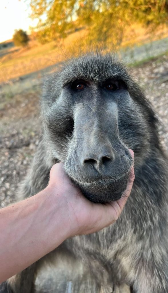 Unieke ervaringen in Namibie – Verblijf op een familieboerderij met tamme dieren