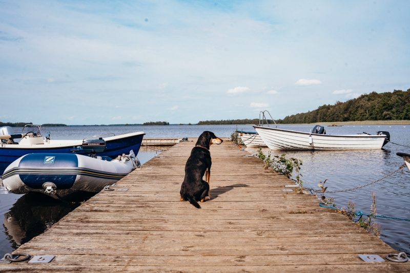 Dogs allowed tijdens de Canoetrip