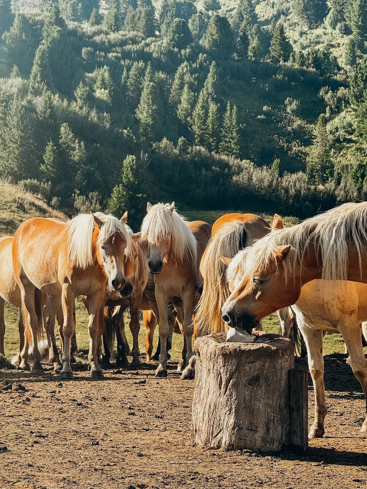 Haflingers bij de manege.