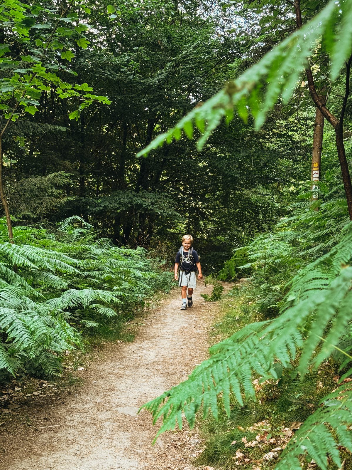 Tussen de varens: het bos was altijd de beste plek.