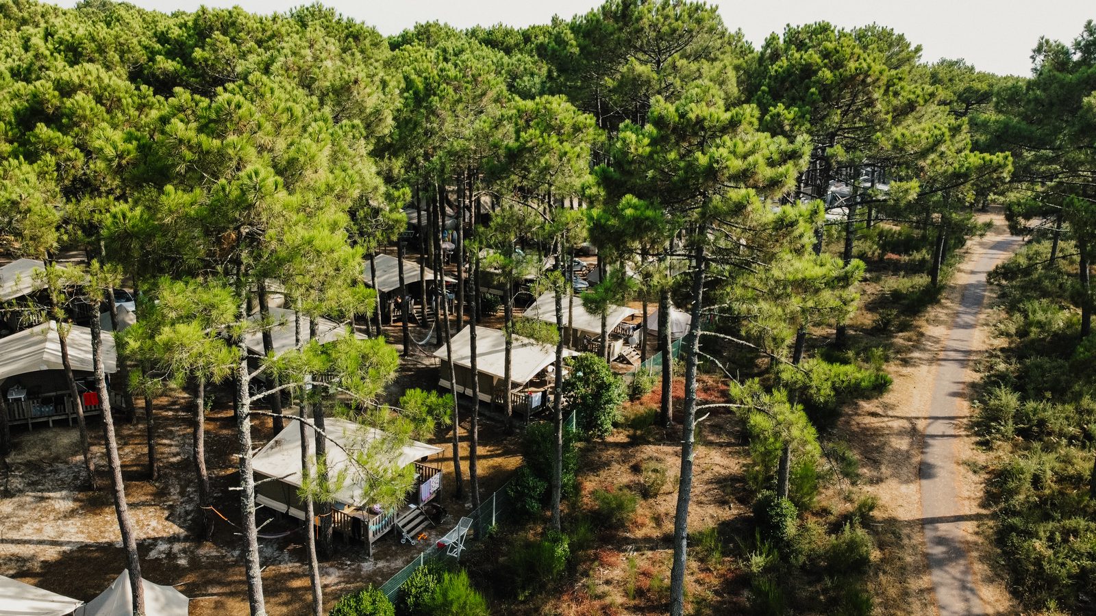 De camping vanuit de lucht: tenten tussen de dennen, met het strand vlakbij.