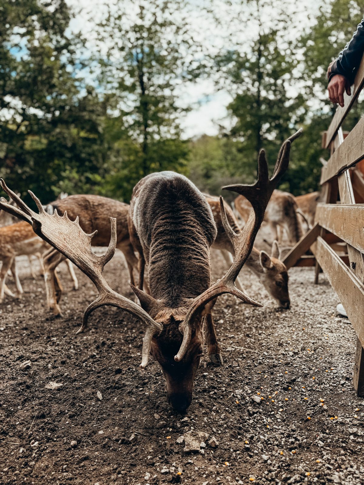 Impressive antlers up close.