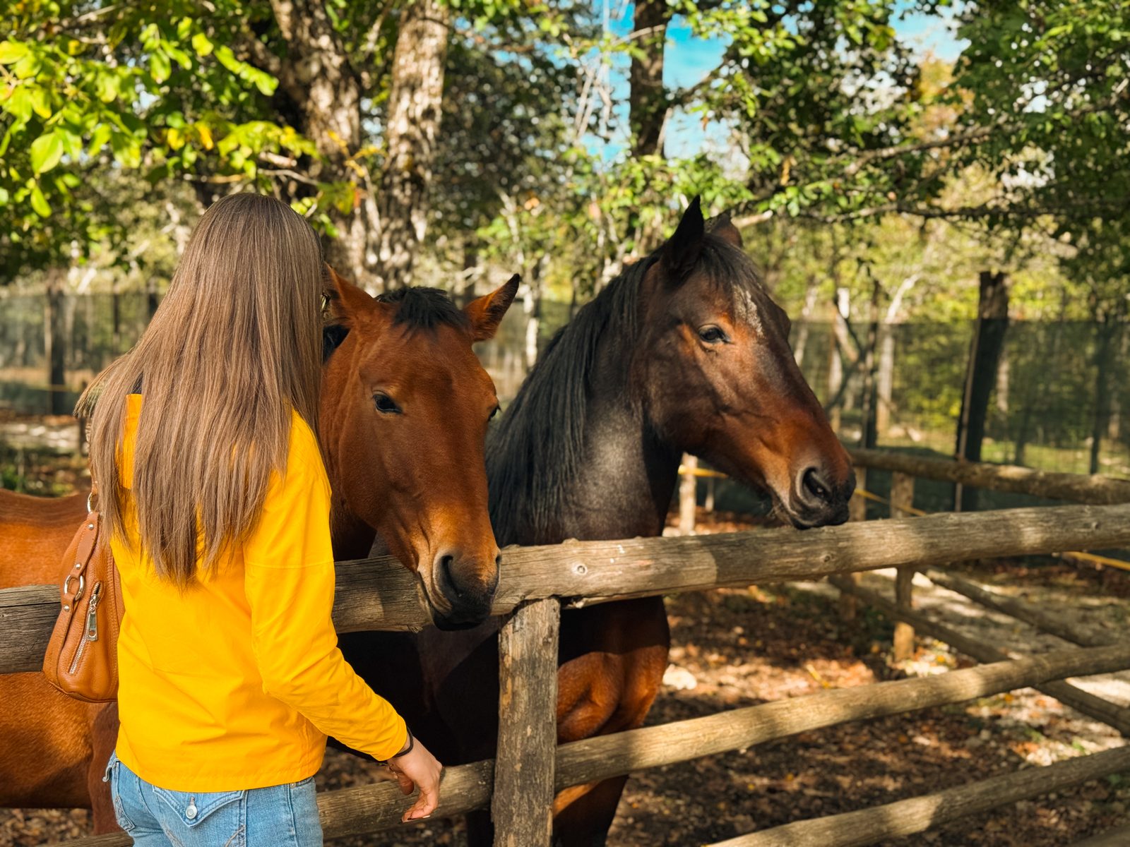 Meeting the local horses.